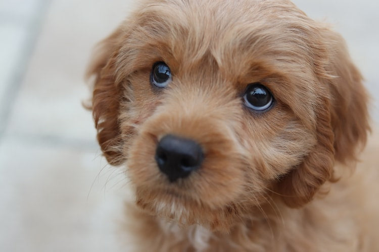 Puppy food shop near me sales